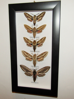 Бражники в рамке