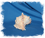 Мурекс Ветвистый до 9 см