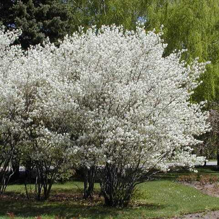 Ирга Смоуки