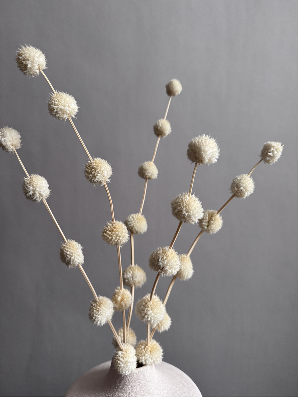 Гомфрена шаровидная стабилизированная белая