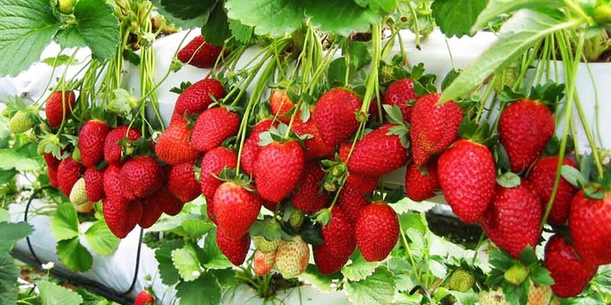 Ягодные кусты