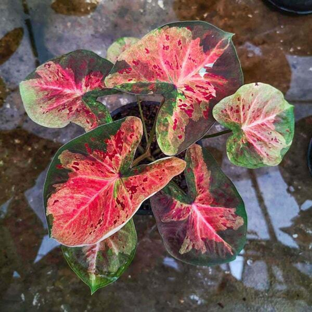 Каладиум MUEANG NAKHON CHUM