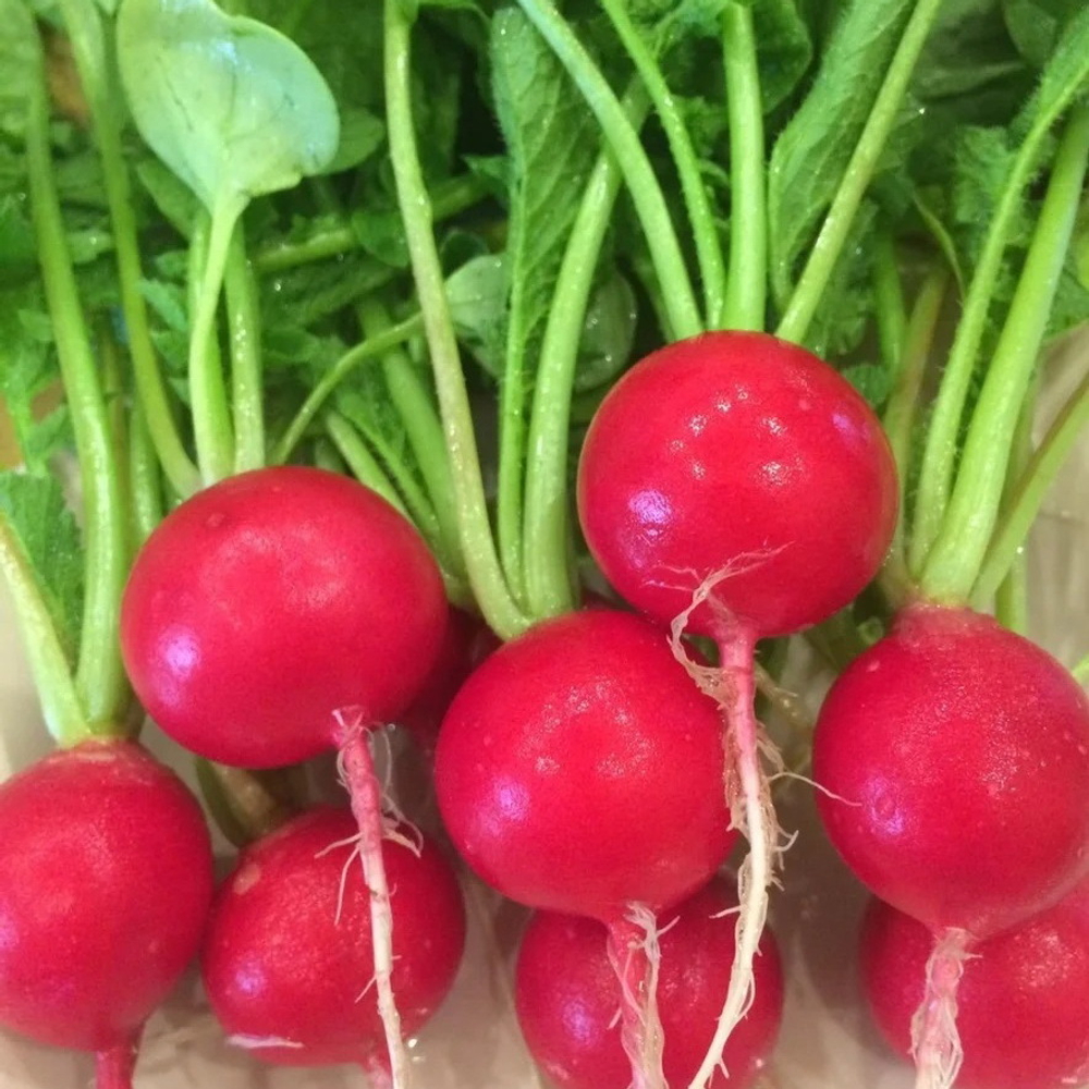 Черриэт F1 семена редиса (Sakata / Саката)