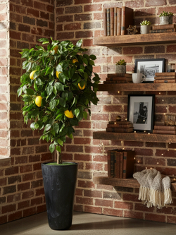 Искусственный Лимон 180см в высоком черном кашпо