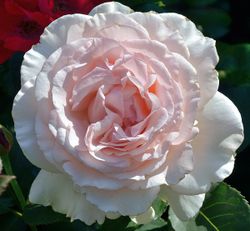 Роберто Капуччи (Roberto Capucci)