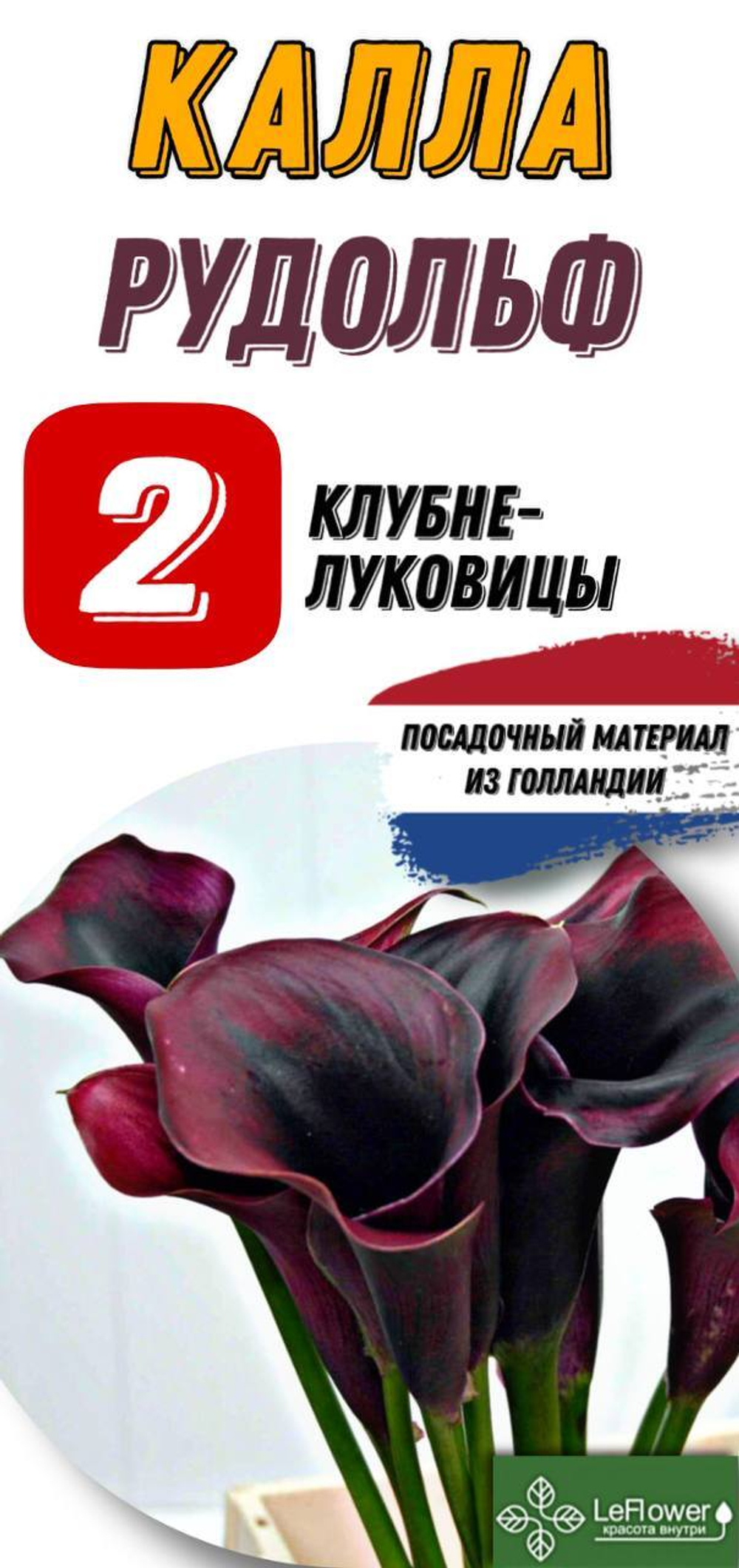 Калла Клубнелуковица, Рудольф, 2шт