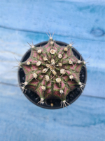 Gymnocalycium T-Rex Pink hybride (Гимнокалициум T-rex)