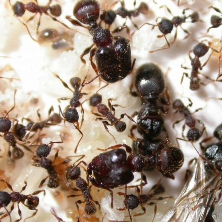 Муравьи Pheidole noda