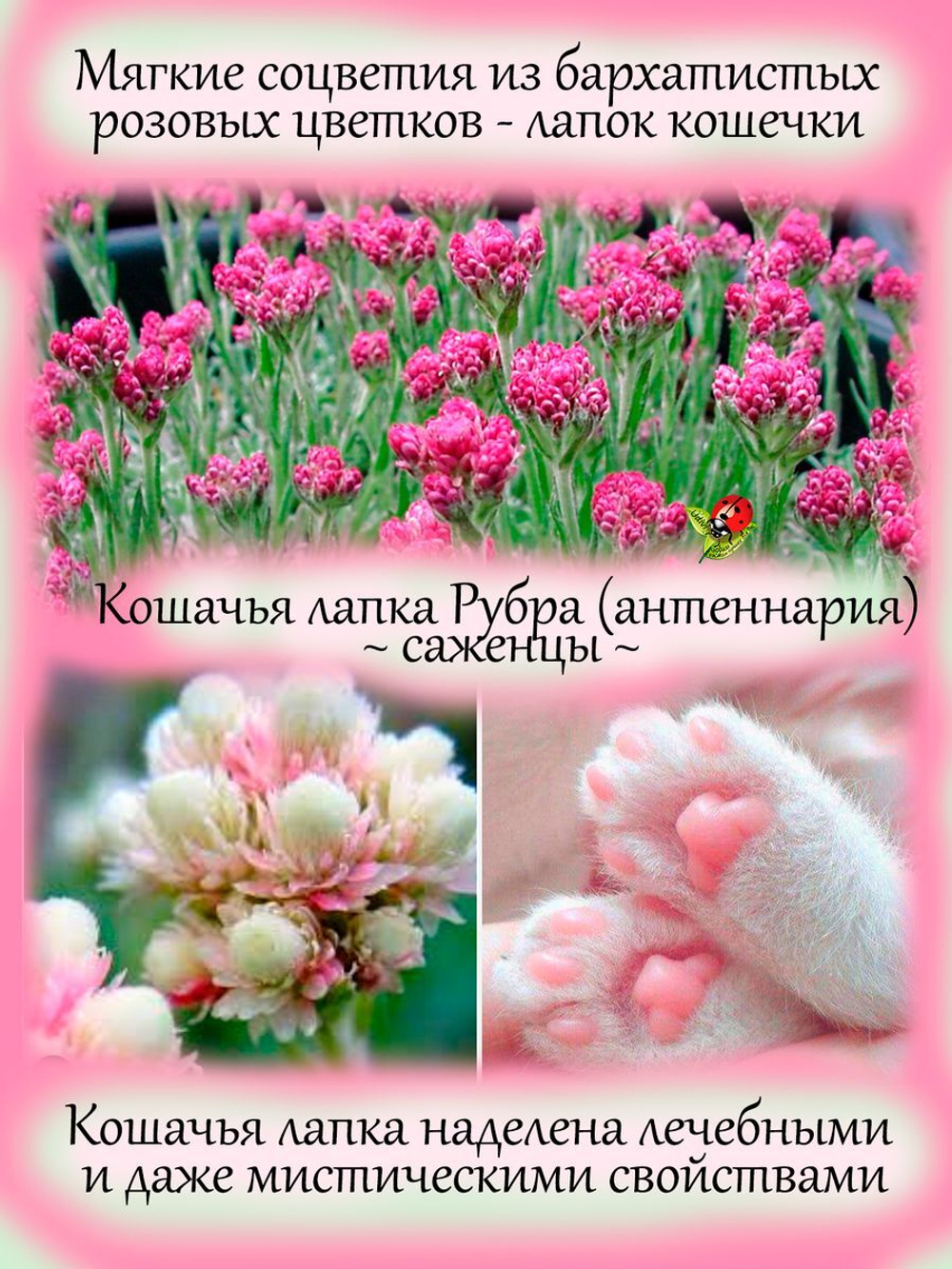 Кошачья лапка Рубра Антеннария многолетняя