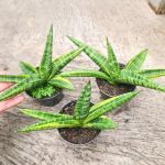 Сансевиерия MARSHA ANJANI VAR