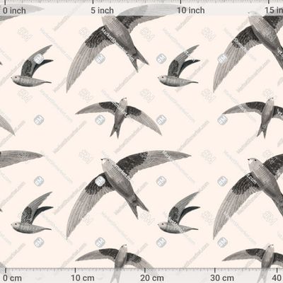 Стрижи прилетели. Птицы, стрижи, ласточки by Curly Smile 612 DPI