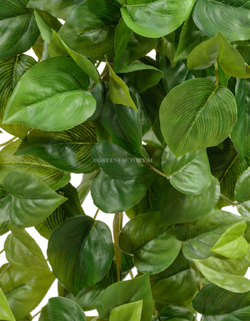 Филодендрон Сканденс ампельный