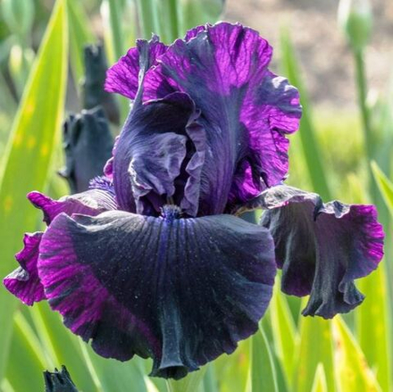 Ирис сибирский Purplelicious