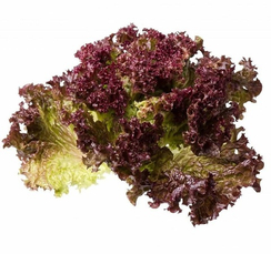 Тамариндо семена салата батавия (Enza Zaden / Энза Заден)