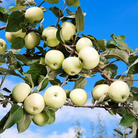 Яблоня Белый налив летняя
