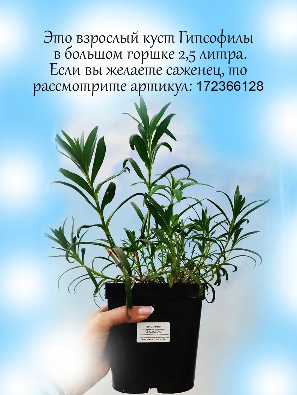 Гипсофила Фламинго розовая махровая взрослое растение