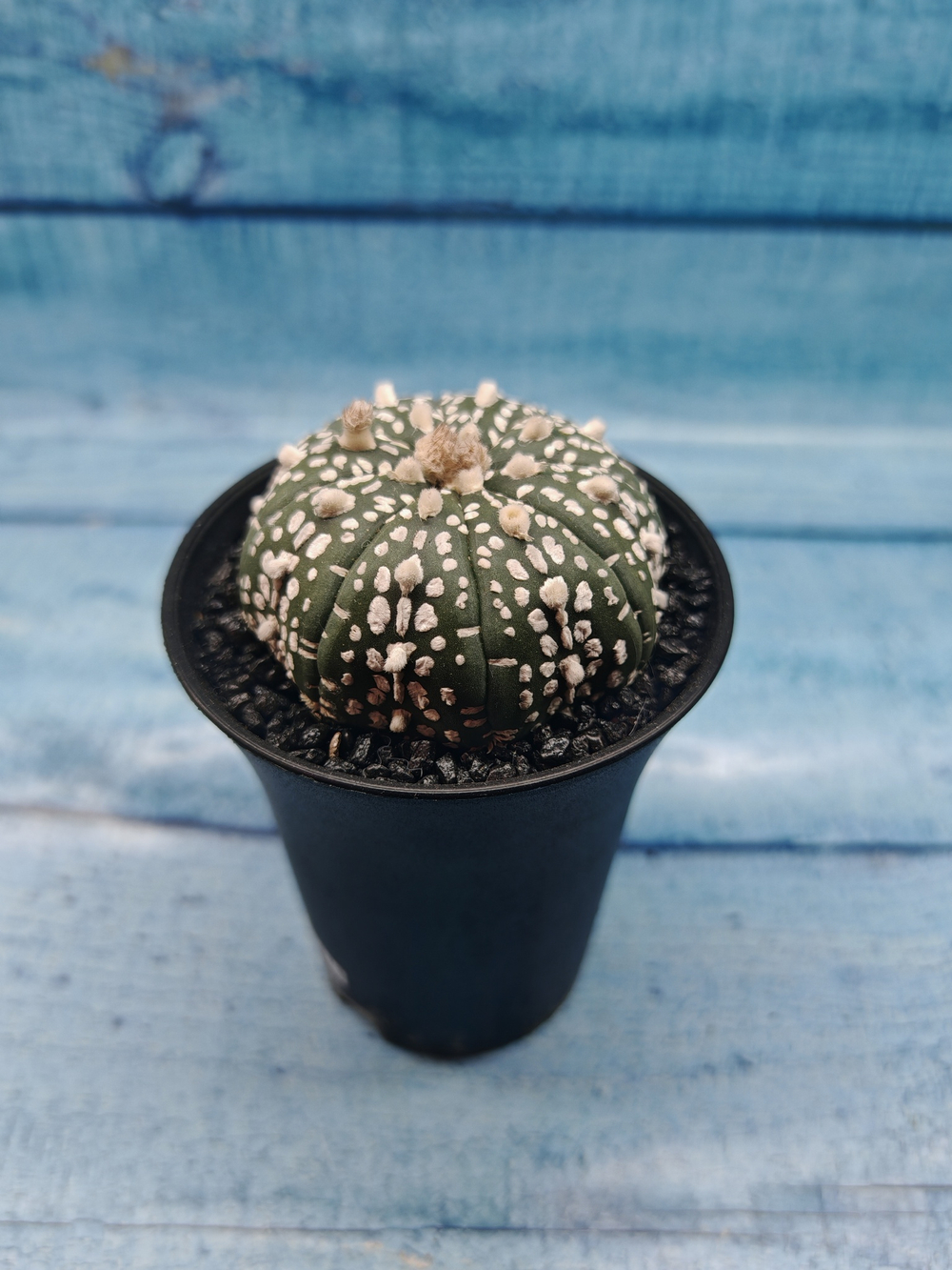 Astrophytum Asterias (Астрофитум)