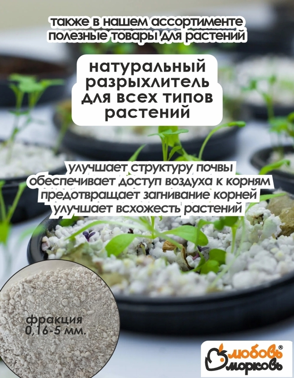 Тюльпан Луковица, Либрие, 3+шт