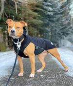 Флисовая попона Dog Fleece BullyBillows