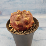 Gymnocalycium Daydream (Гимнокалициум)