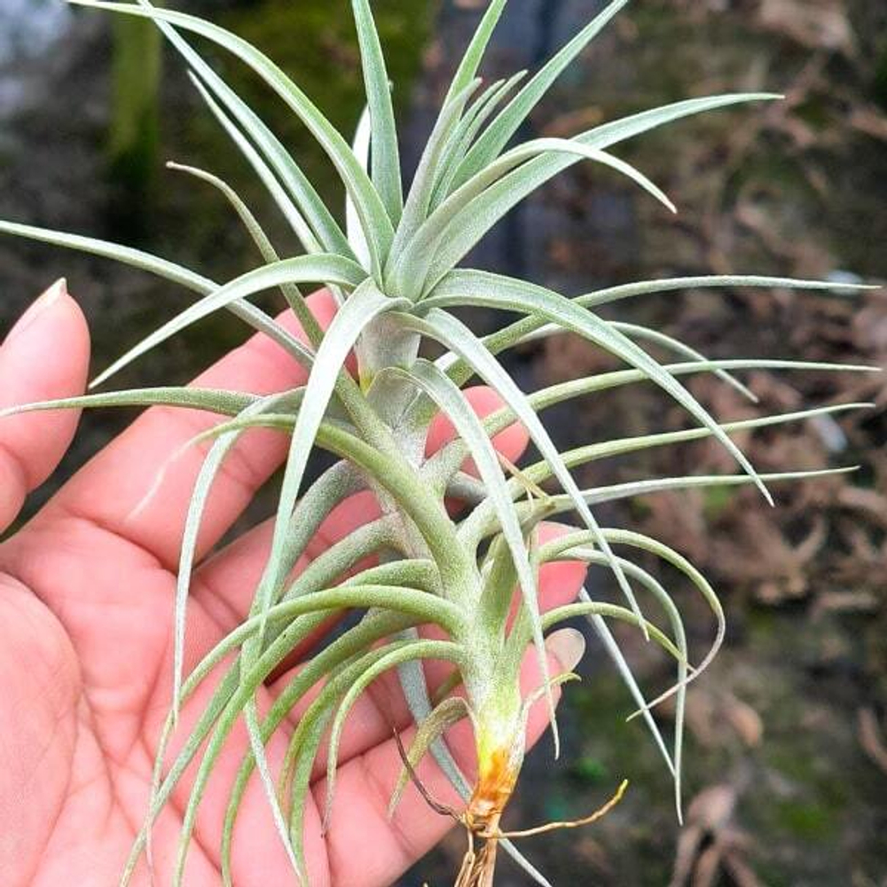 Тилландсия Sweet Isabel (tectorum x paleacea) S