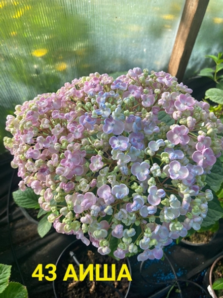 AYESHA/АИША (Стандарт поставки Р9)2025г.