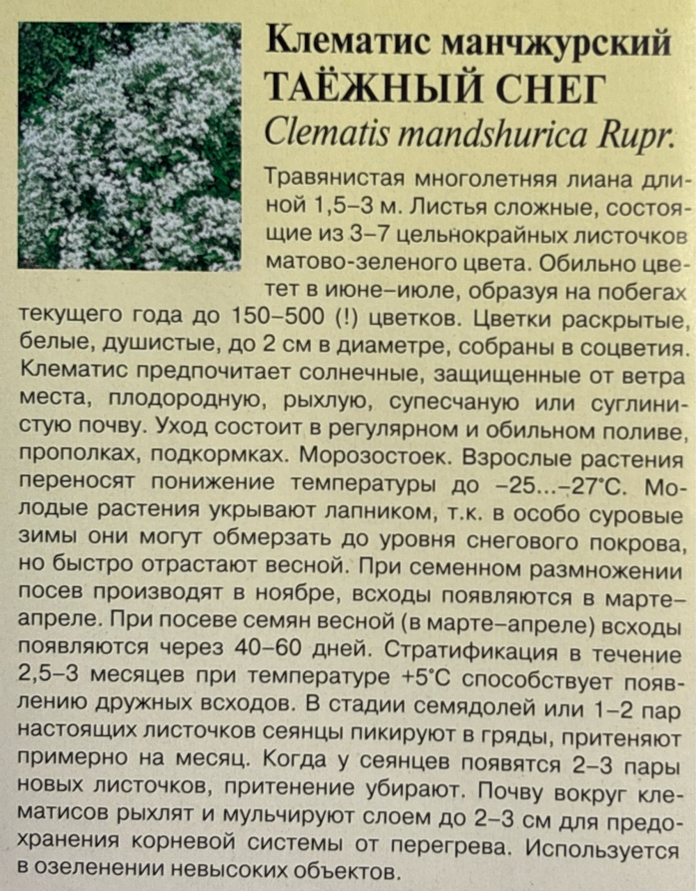 Клематис Таежный снег(манчжурский)* 0,05 г СМЦ-731