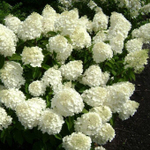 Гортензия метельчатая Сильвер Доллар С2 15-20