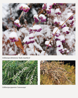 Plants for the Winter Garden