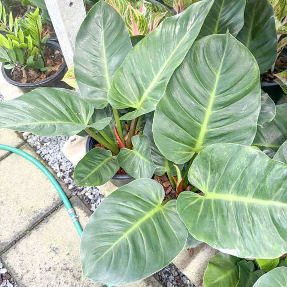Филодендрон RUAY SAB ROUND LEAF L
