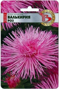 Астра семена