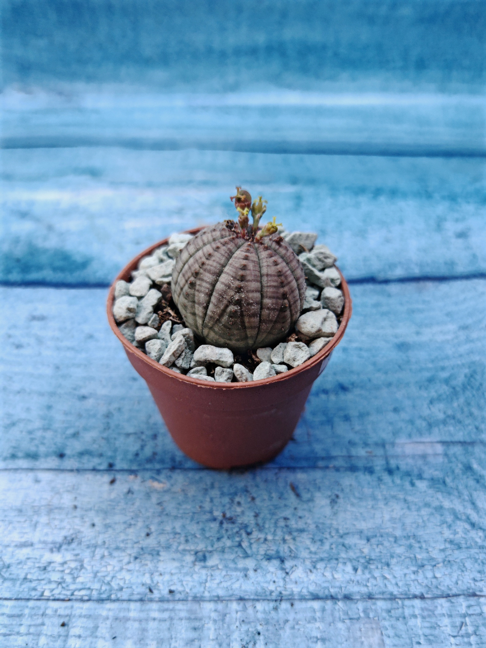 Euphoria Obesa (Эуфорбия)