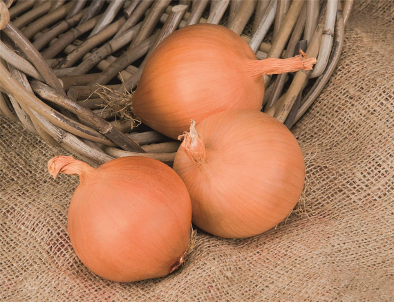 МАНАС F1 семена лука репчатого Bejo купить – фото 2