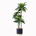 Алоказия 100 см.