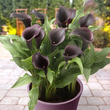 Калла Лас Вегас