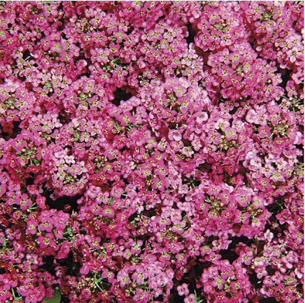 Лобулярия Королевский ковер 0,08гр НК