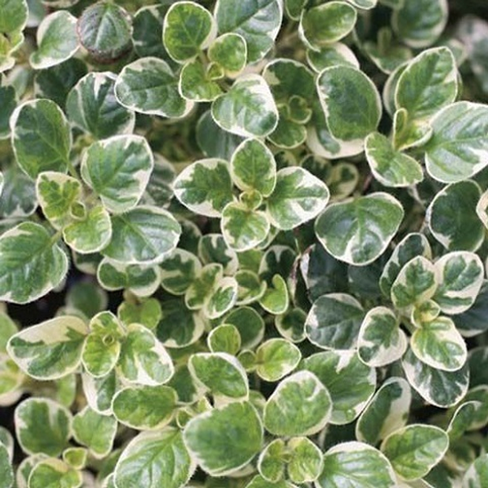 Душица обыкновенная Panta