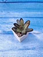 Kalanchoe Tomentosa Chocolate Soldier (Каланхоэ)