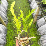 Леканоптерис L.SINUOSA MUT LONG LEAF