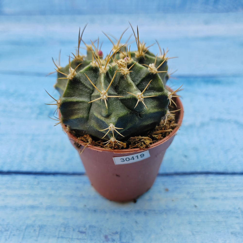 Gymnocalycium Friedrichii (Гимнокалициум)