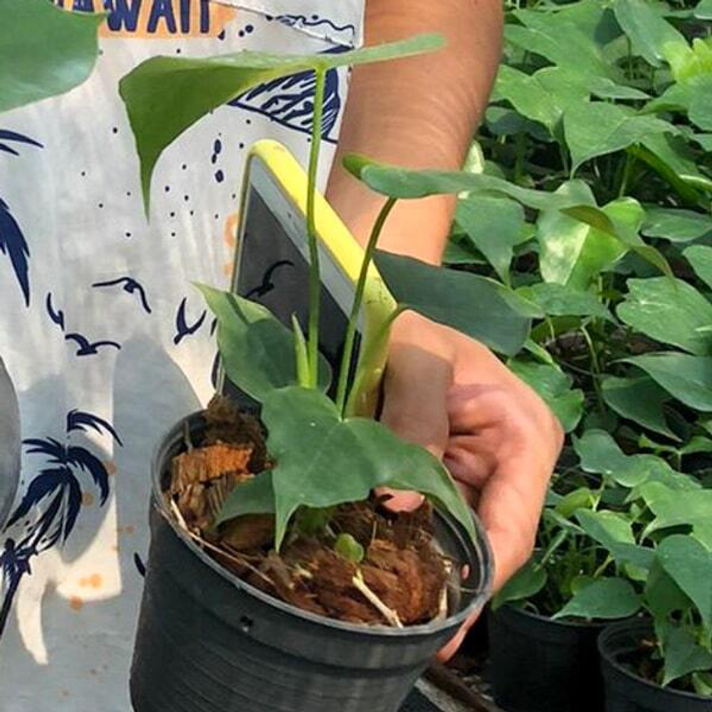 Антуриум Андрэ ALEXIS р. МИНИ