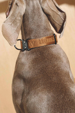 Ошейник "Пони-Компаньони" Рыжий