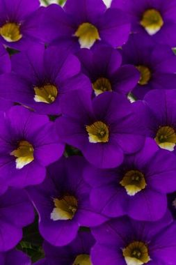 19275 Калибрахоа CALITASTIC VIOLACEOUS (ВЕСНА 2025)