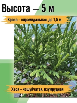 Саженец Туя западная Смарагд 1 шт.