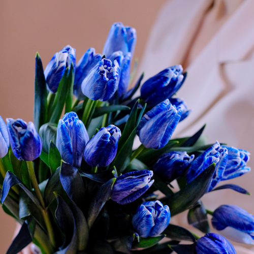 Купить Букет 25 тюльпанов Blue Color