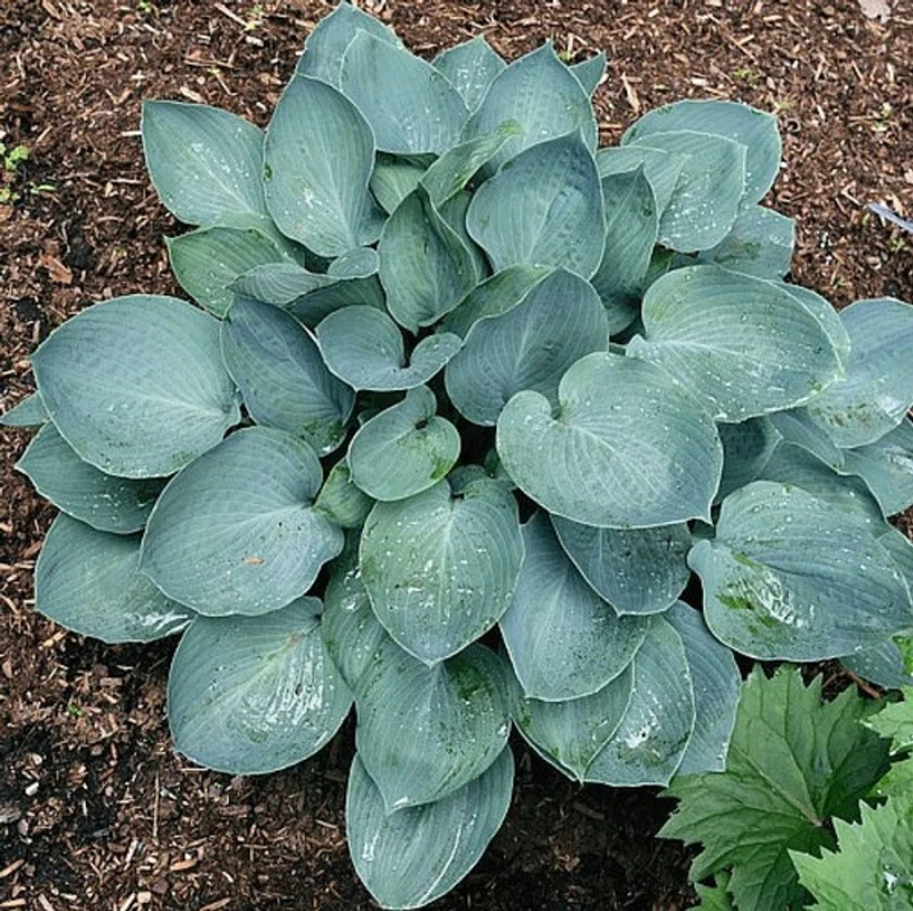 Хоста гибридная Пасифик Блю Эдж С2