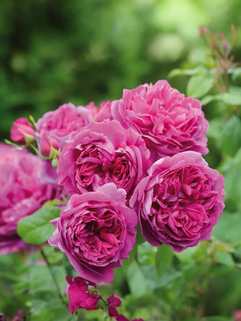 Роза английская Янг Люсидас