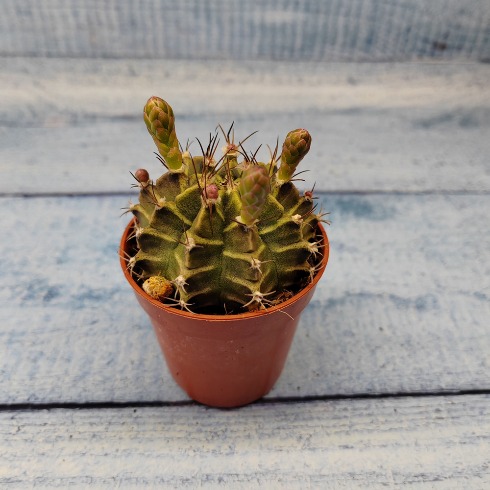 Gymnocalycium Friedrichii (Гимнокалициум)