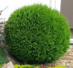 Туя западная Глобоза (Thuja occidentalis Globosa) р9 август 2026 г.