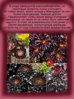 Эониум Шварцкопф чёрный